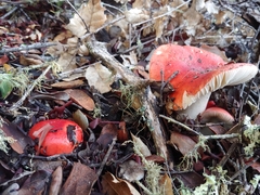 Russula cremoricolor