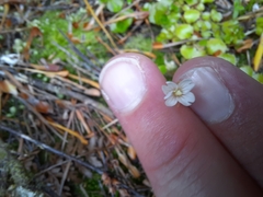 Epilobium pedunculare