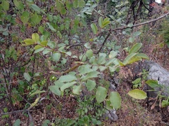 Zanthoxylum