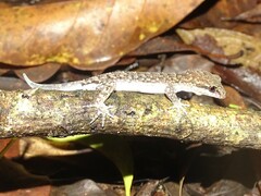 Nactus cheverti