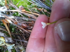 Epilobium pedunculare