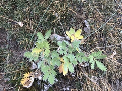 Potentilla arenosa