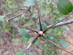 Zanthoxylum