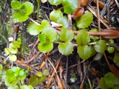 Epilobium pedunculare