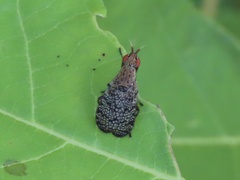 Sciomyzidae