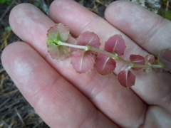 Epilobium pedunculare