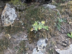 Potentilla arenosa