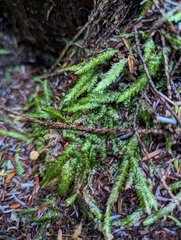 Plagiothecium undulatum