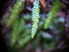 Plagiothecium undulatum