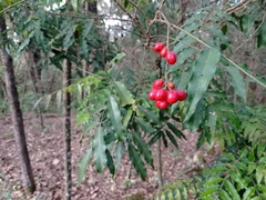 Picramnia antidesma
