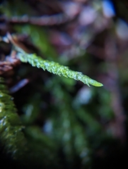 Plagiothecium undulatum