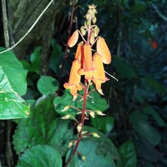 Smithiantha aurantiaca