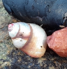 Cantharidus capillaceus