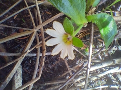 Scaevola hookeri