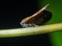Ricanula