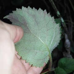 Smithiantha aurantiaca