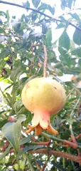 Punica granatum