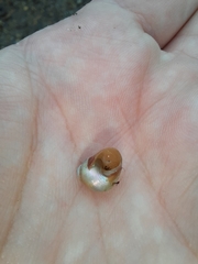 Cantharidus capillaceus