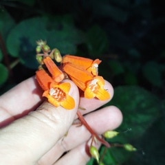 Smithiantha aurantiaca