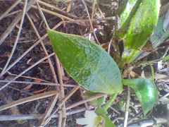 Scaevola hookeri