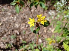 Galphimia glauca