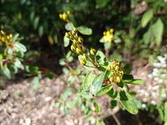 Galphimia glauca