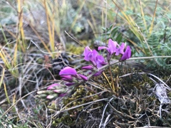 Oxytropis coerulea