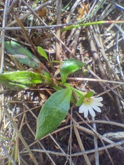 Scaevola hookeri