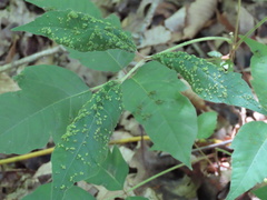 Aculops rhois