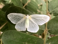 Genusa