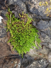 Crassula moschata