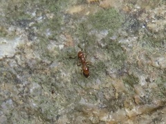 Temnothorax schaumii