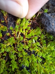 Crassula moschata