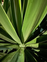Yucca gigantea