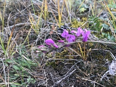 Oxytropis coerulea