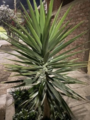 Yucca gigantea