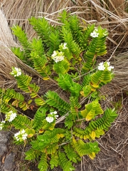Veronica elliptica