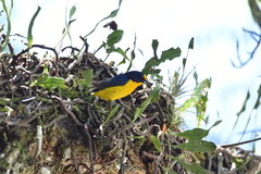 Euphonia violacea