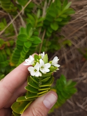 Veronica elliptica