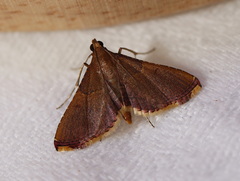 Endotricha approximalis