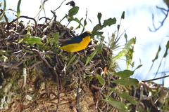 Euphonia violacea