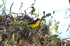Euphonia violacea