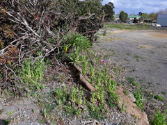 Papaver somniferum setigerum