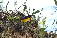 Euphonia violacea