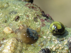 Bellactis ilkalyseae
