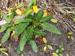 Rumex neglectus