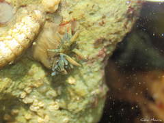 Bellactis ilkalyseae