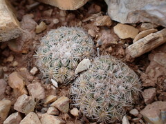 Pediocactus bradyi