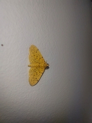 Conogethes