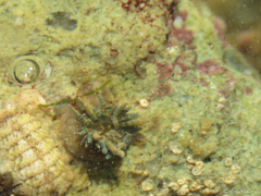 Bellactis ilkalyseae
